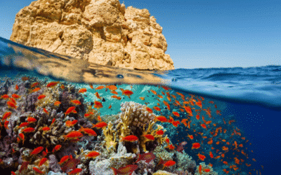A LUXURY YACHT CRUISE IN THE RED SEA